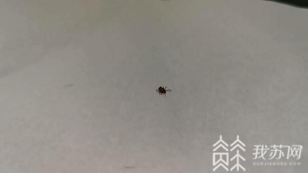 清明踏春 警惕蜱虫"袭击"