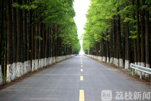 国庆长假去哪玩？江苏十条“最美农路”自驾游任你选