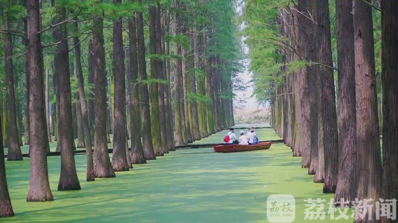 水杉■扬州渌洋湖水杉林迎最佳观赏期：好一幅“绿野仙踪”画卷