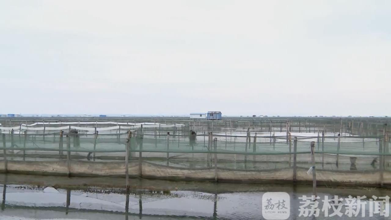 「六月」 “六月黄”提前上市 夏日里的一口鲜