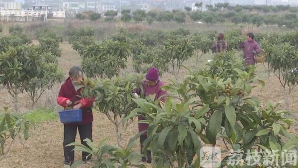 春耕备耕正当时 枇杷园里疏花忙