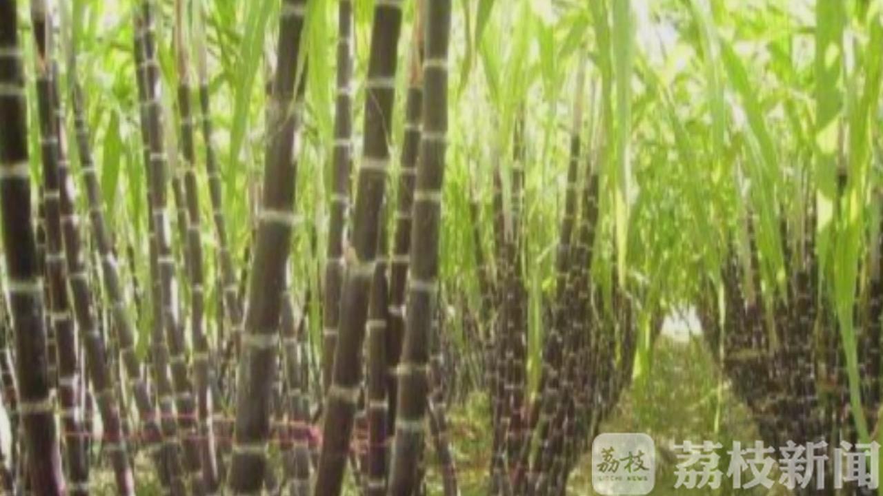 甘蔗@霉变甘蔗不可食 清明甘蔗“毒”过蛇
