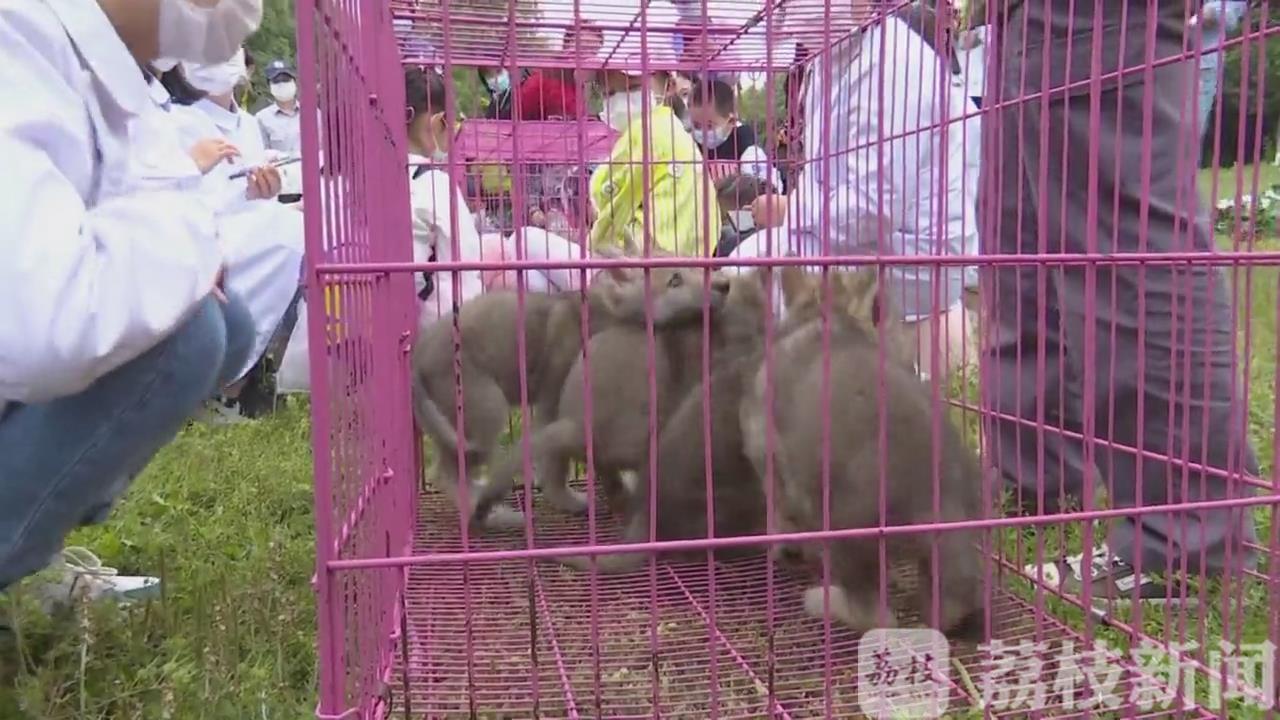 ：特殊认养致敬“白衣天使” 小狼崽有了“新妈妈”