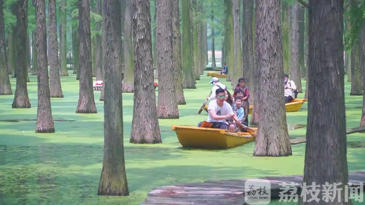 水杉■扬州渌洋湖水杉林迎最佳观赏期：好一幅“绿野仙踪”画卷
