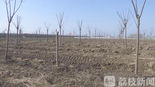 疫情防控不松劲 植树造林不误时