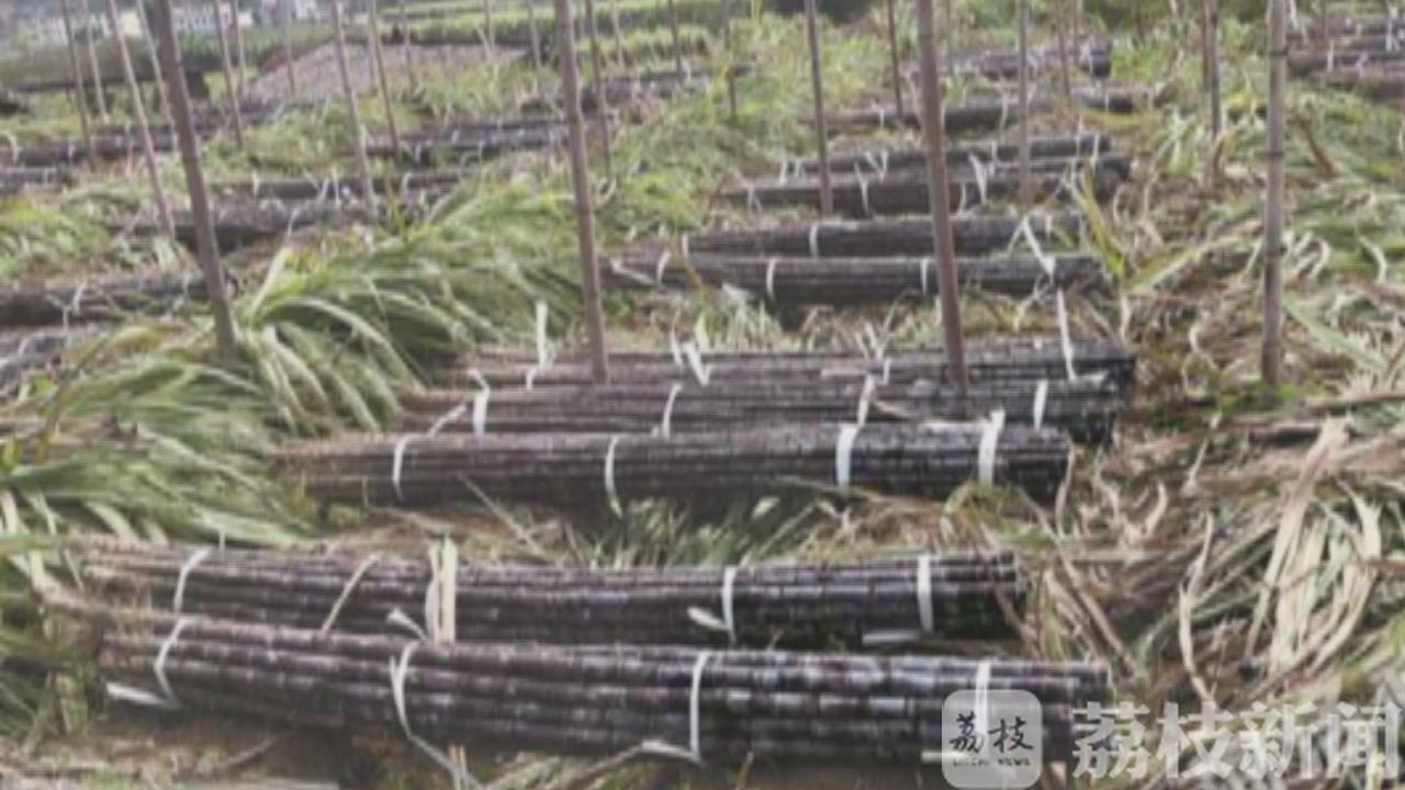 甘蔗@霉变甘蔗不可食 清明甘蔗“毒”过蛇