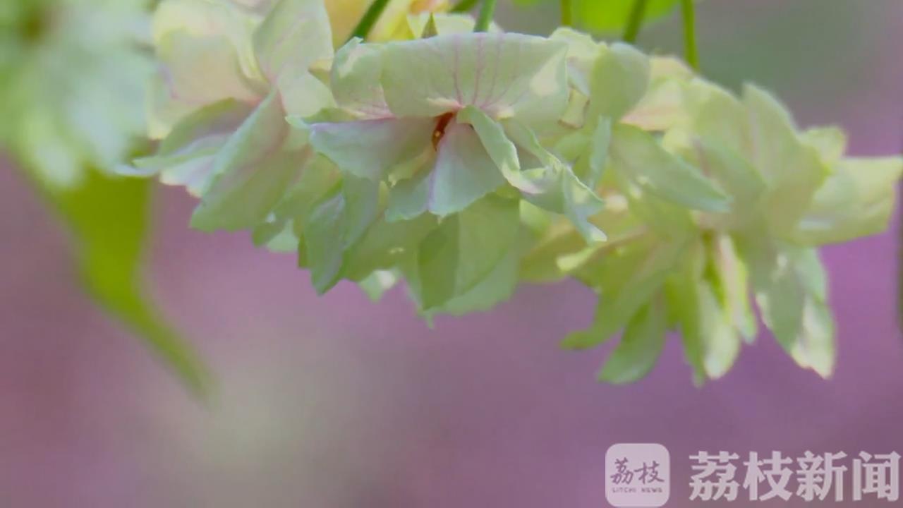 樱花■绿色樱花你见过吗？只有7天花期！