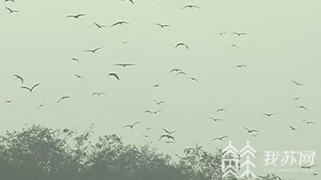 湿地■申遗一周年:盐城黄海湿地世界遗产证书惊艳亮相!