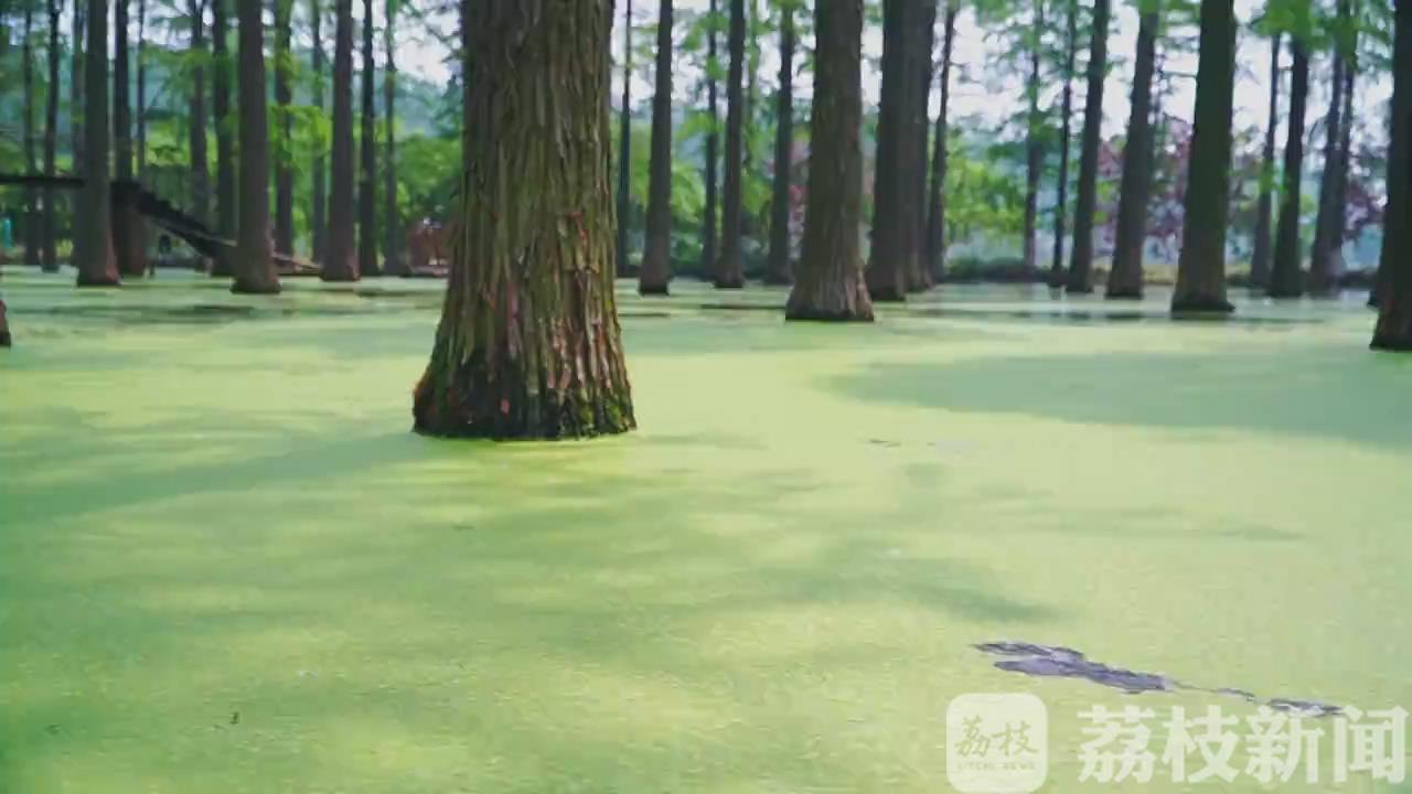 水杉■扬州渌洋湖水杉林迎最佳观赏期：好一幅“绿野仙踪”画卷