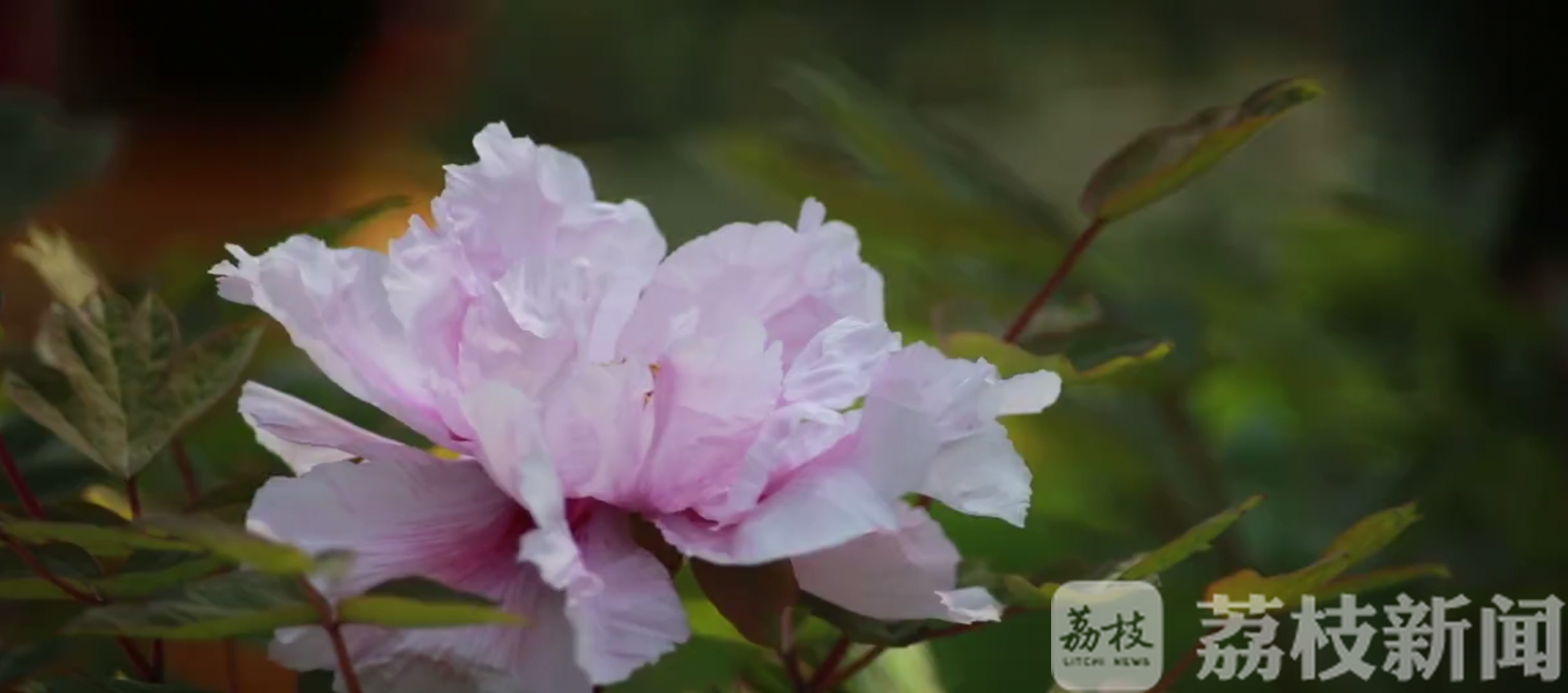 牡丹花■牡丹花开十三瓣 庚子闰年花期早