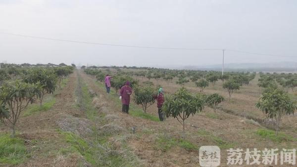 春耕备耕正当时 枇杷园里疏花忙