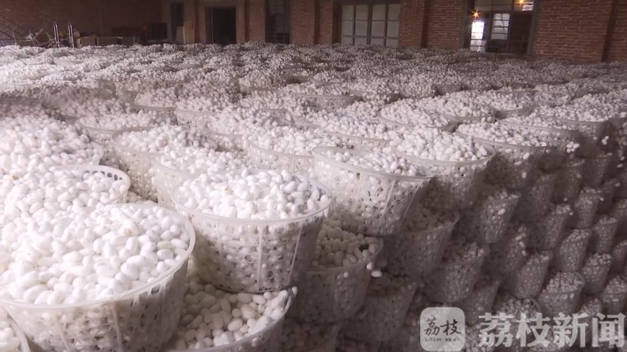 [海安]2000万贴补蚕农 海安春茧开秤