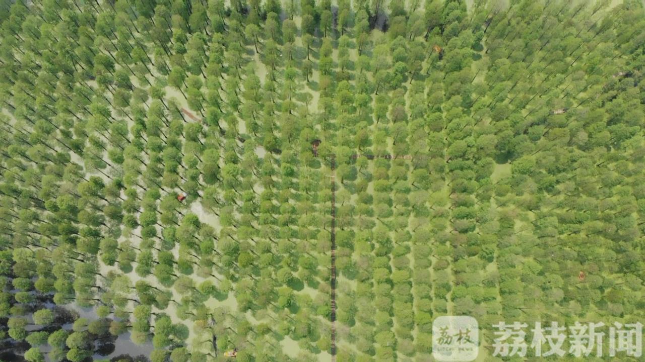 水杉■扬州渌洋湖水杉林迎最佳观赏期：好一幅“绿野仙踪”画卷