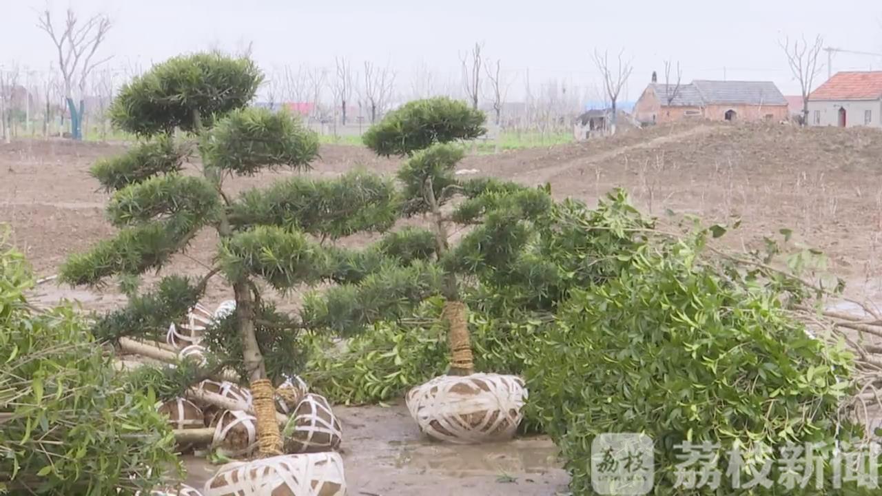 [植树造林] 植树造林正当时 盐城：疫情防控不放松