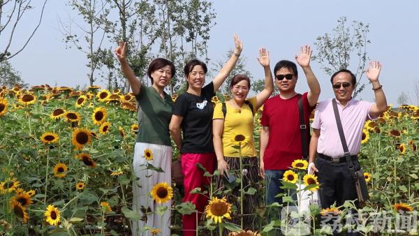 50亩向日葵惊艳绽放 赏花游玩正当时