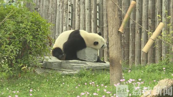 世界动物日：关爱野生动物 共享文明家园