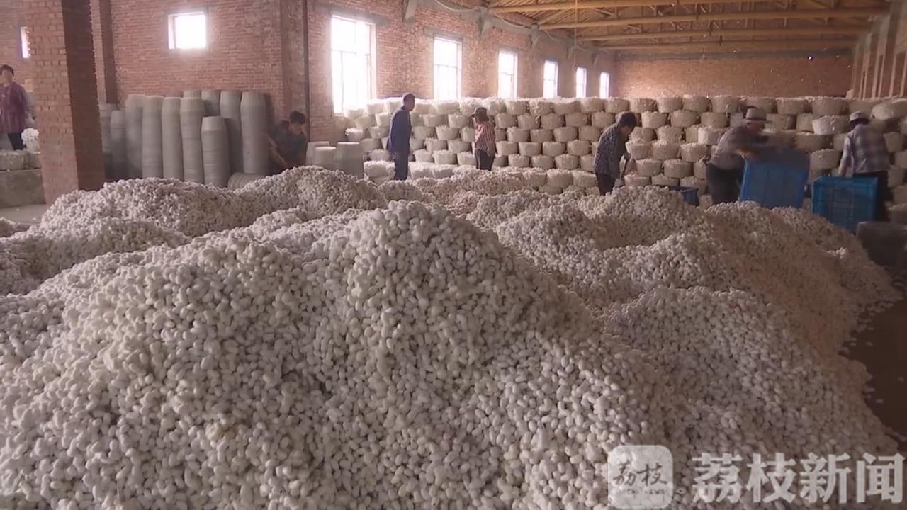 [海安]2000万贴补蚕农 海安春茧开秤