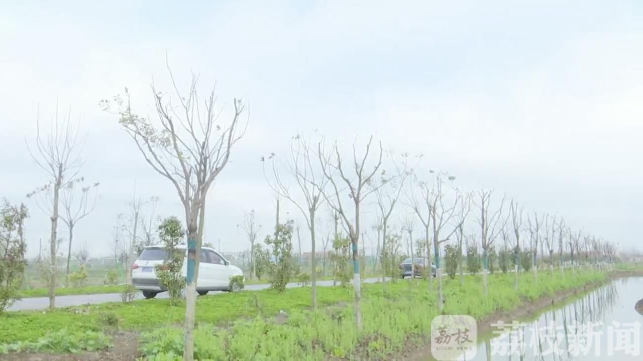 [植树造林] 植树造林正当时 盐城：疫情防控不放松