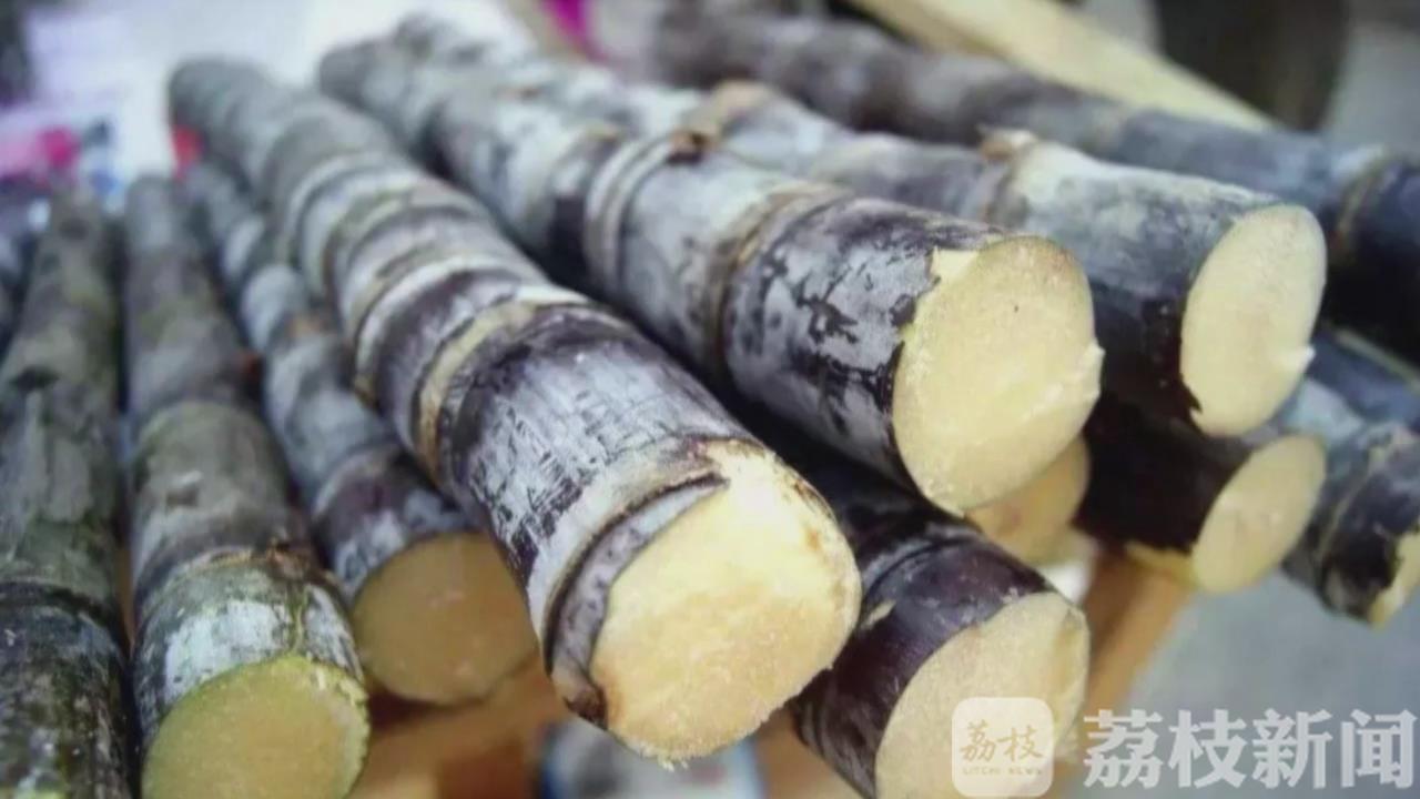 甘蔗@霉变甘蔗不可食 清明甘蔗“毒”过蛇
