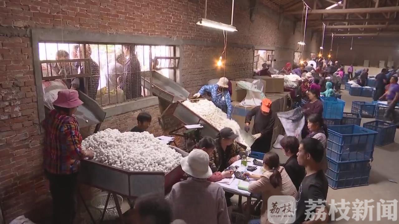 [海安]2000万贴补蚕农 海安春茧开秤