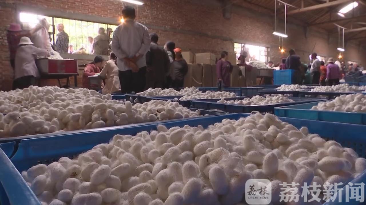 [海安]2000万贴补蚕农 海安春茧开秤
