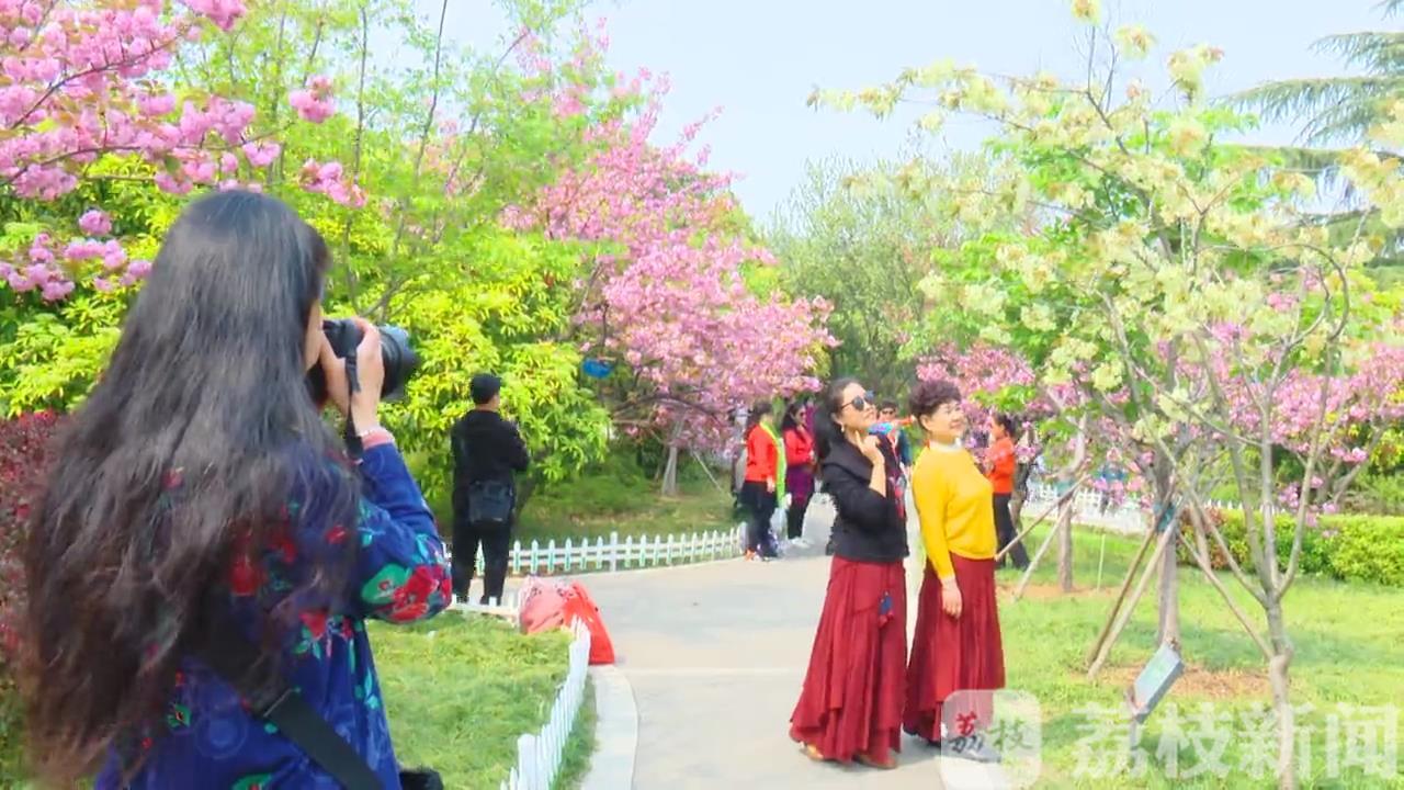樱花■绿色樱花你见过吗？只有7天花期！