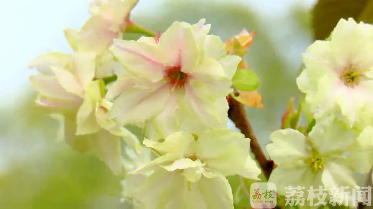 樱花■绿色樱花你见过吗？只有7天花期！