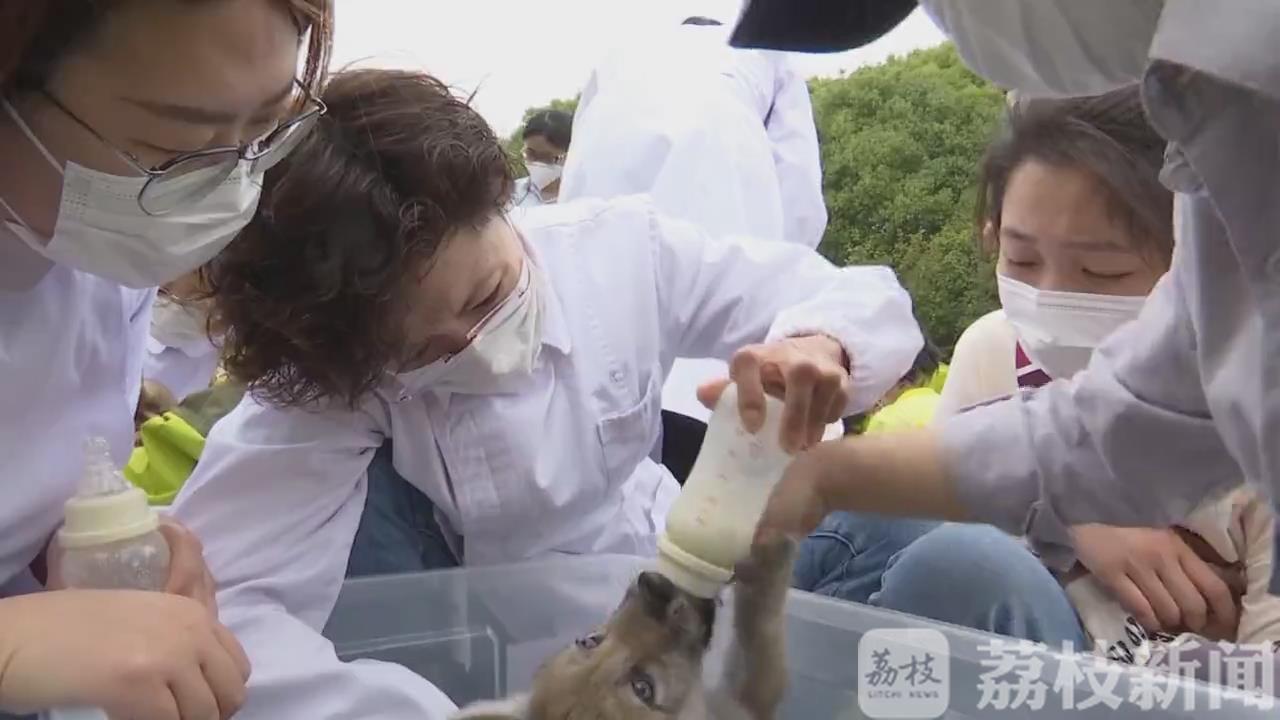 ：特殊认养致敬“白衣天使” 小狼崽有了“新妈妈”
