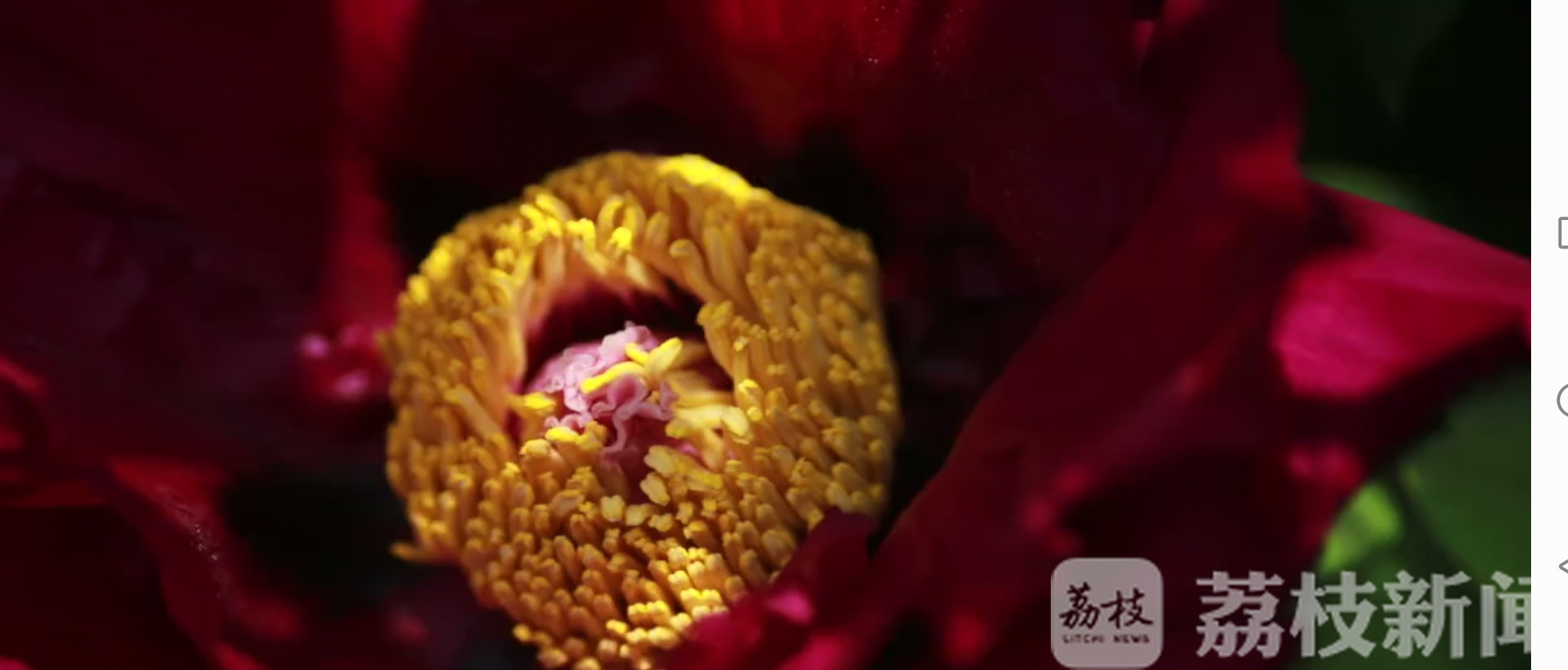 牡丹花■牡丹花开十三瓣 庚子闰年花期早