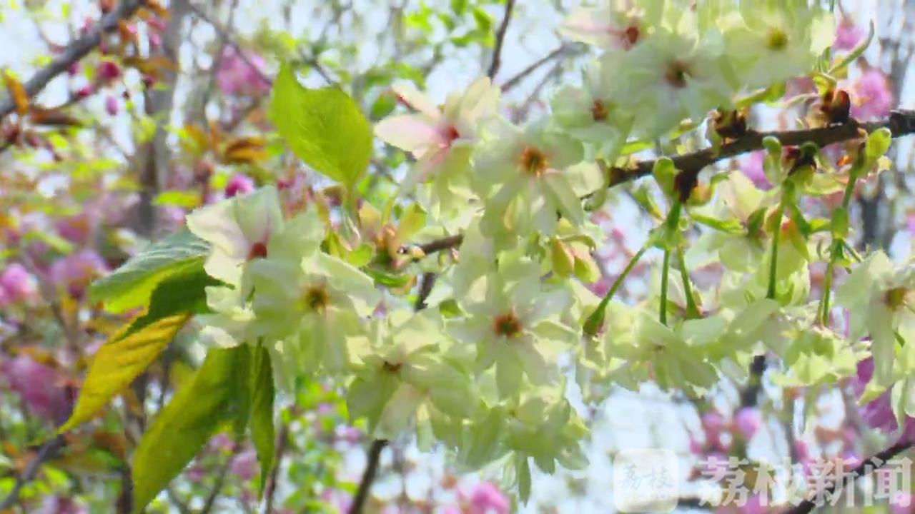 樱花■绿色樱花你见过吗？只有7天花期！