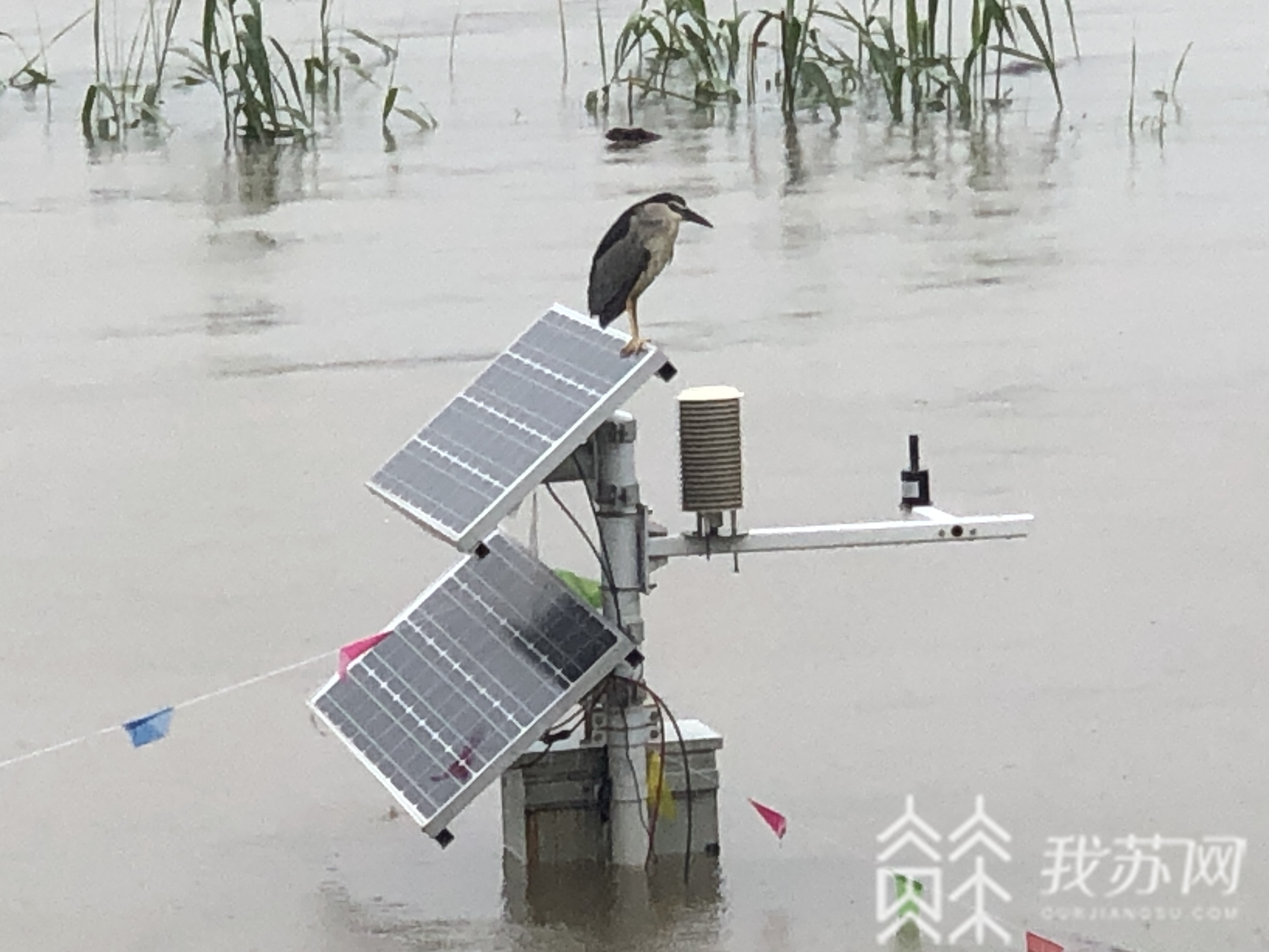 「水位」近期仍将持续高水位 最大流量平稳过境南京