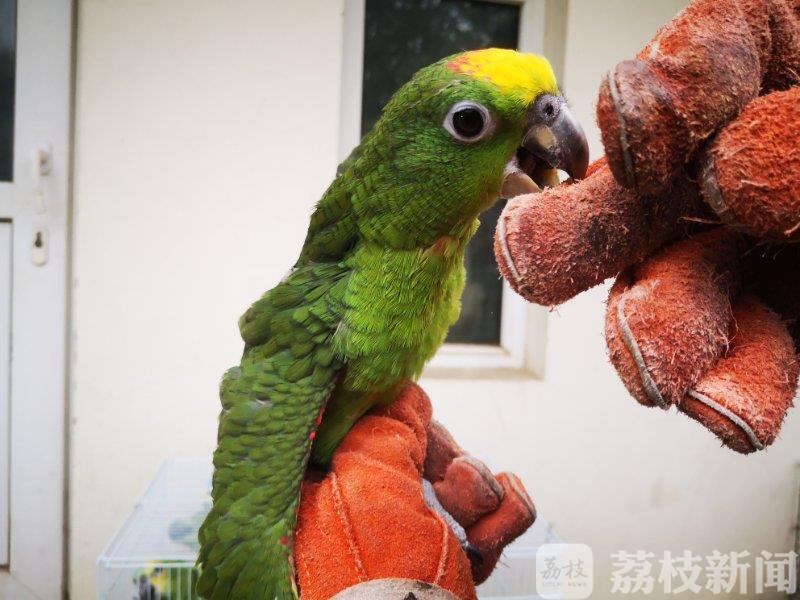 ■盐城警方破获一起跨省特大非法出售珍贵濒危野生动物案