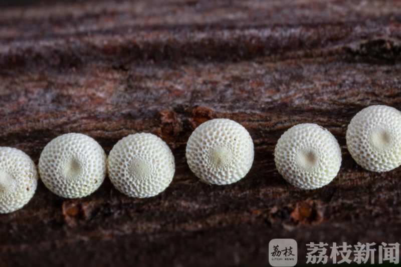 「南京」探南京野生动植物家底 南京博物达人们编口袋书
