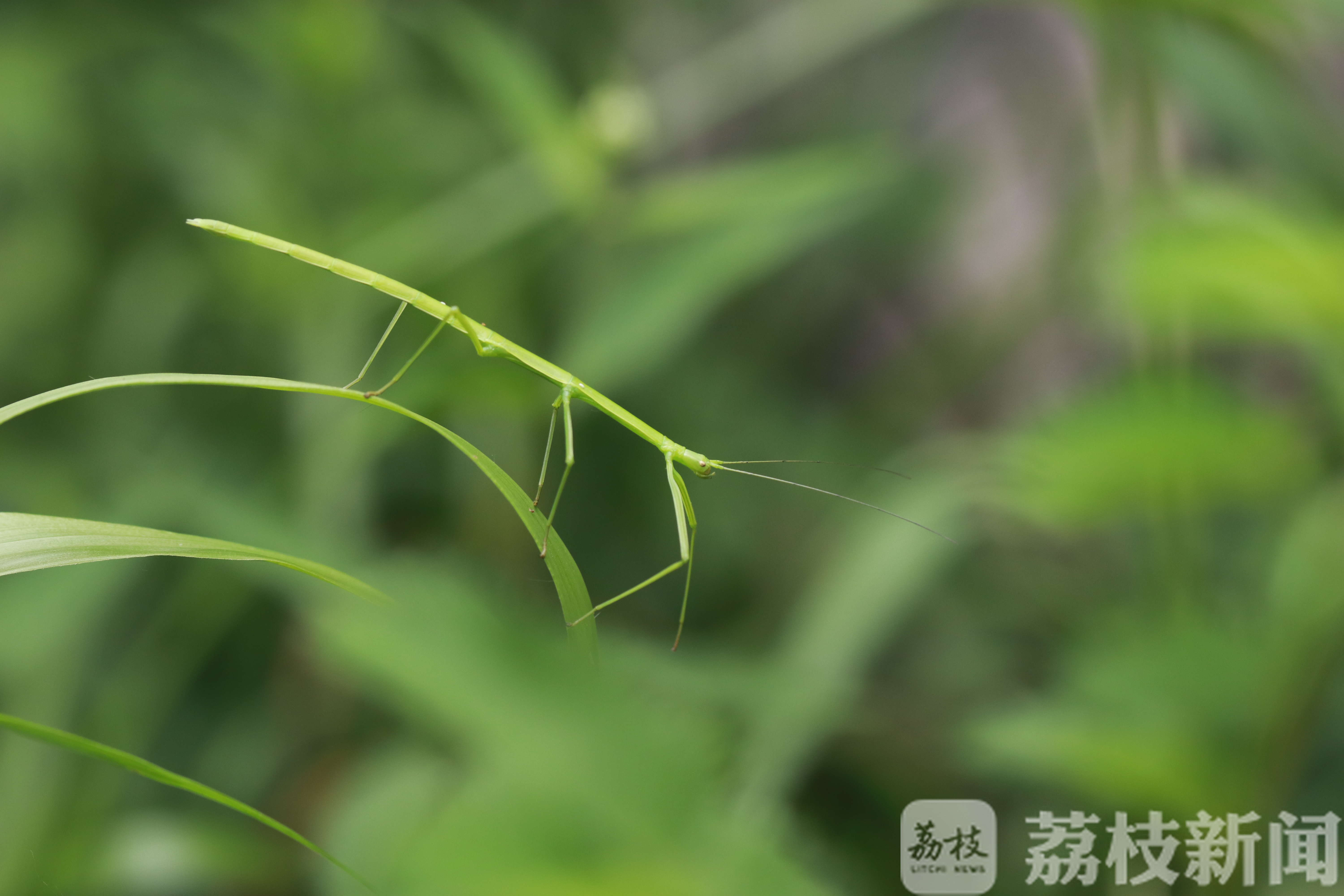 「南京」探南京野生动植物家底 南京博物达人们编口袋书