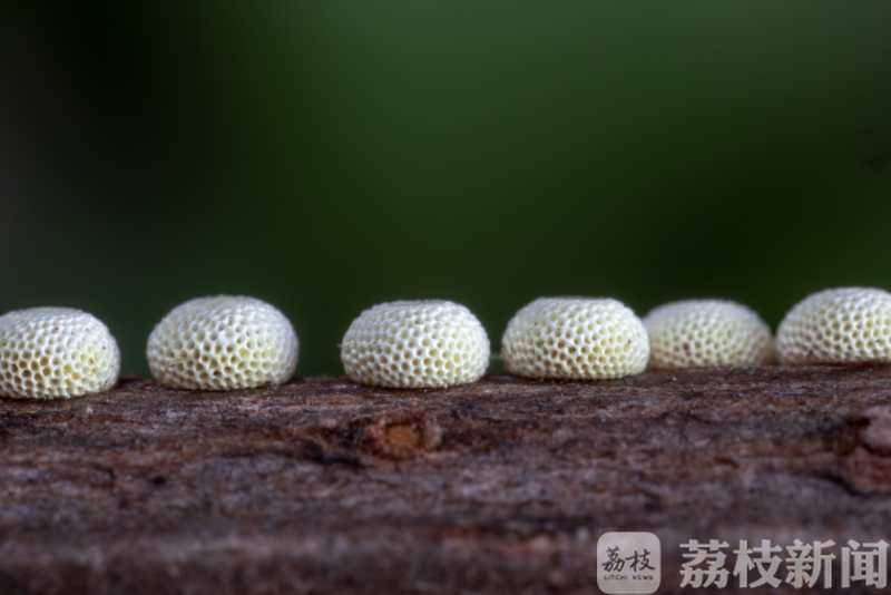「南京」探南京野生动植物家底 南京博物达人们编口袋书