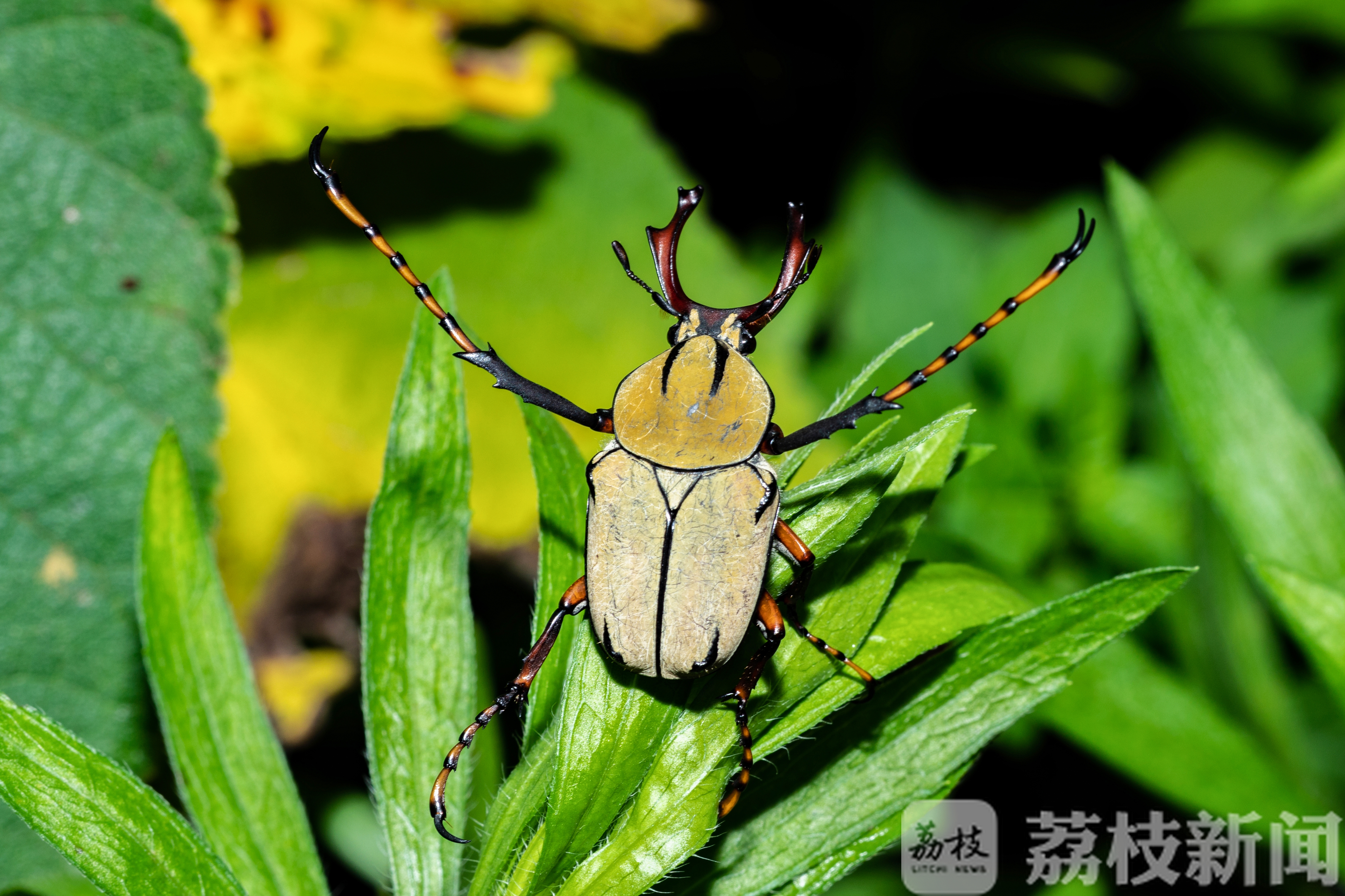 「南京」探南京野生动植物家底 南京博物达人们编口袋书