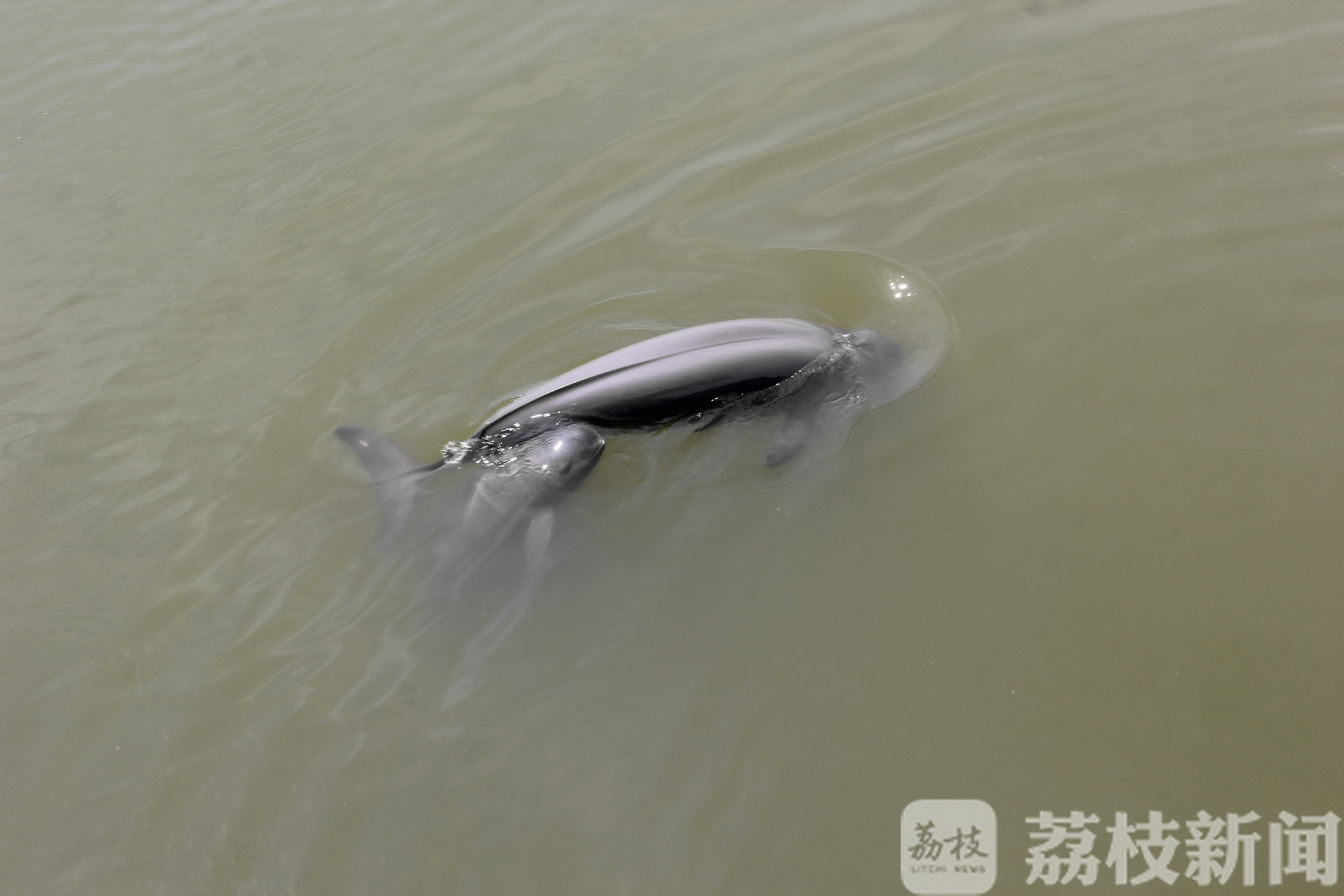 「南京」探南京野生动植物家底 南京博物达人们编口袋书