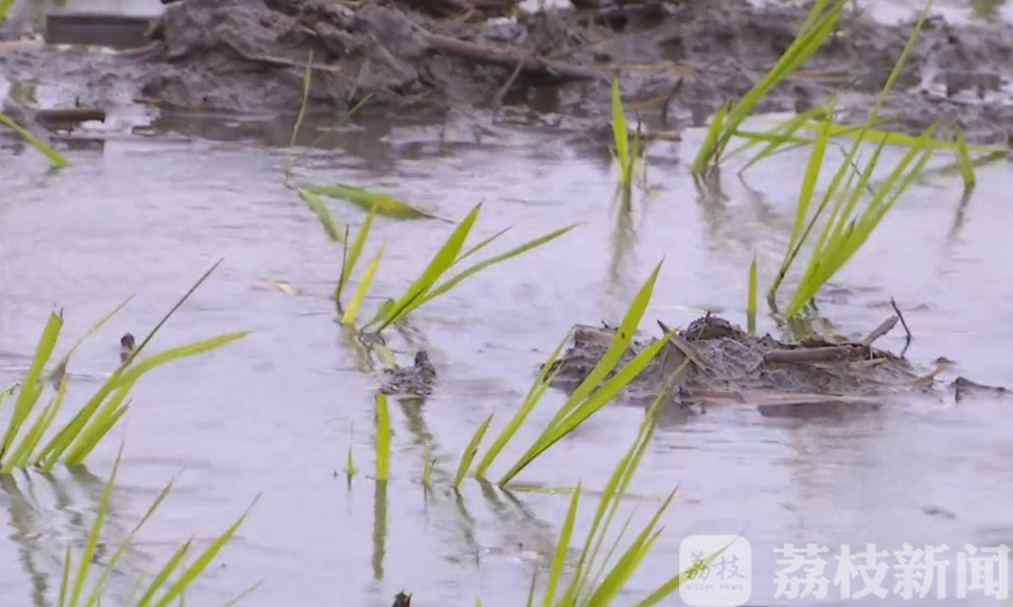 『地区』水利枢纽全力向长江抽排涝水 江苏洼地里下河地区经历强降雨