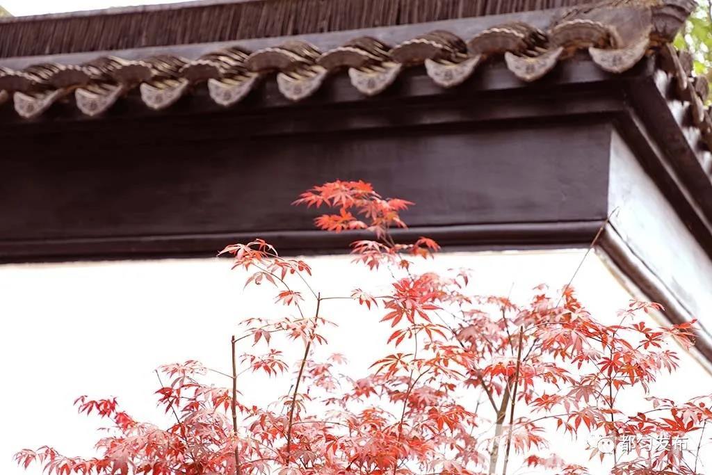 #江苏#一起来当“云监工” 第四届绿博会江苏展园长啥样?