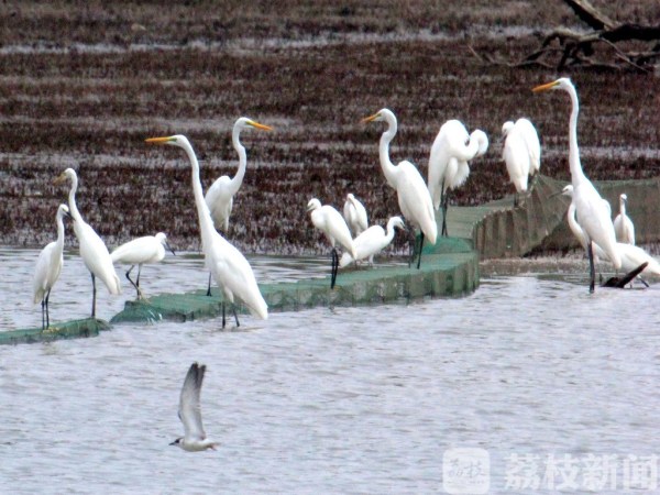 “一行白鹭上青天” 南京江北湿地聚集千只白鹭 蔚为壮观！