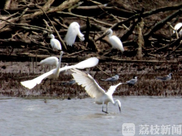 “一行白鹭上青天” 南京江北湿地聚集千只白鹭 蔚为壮观！