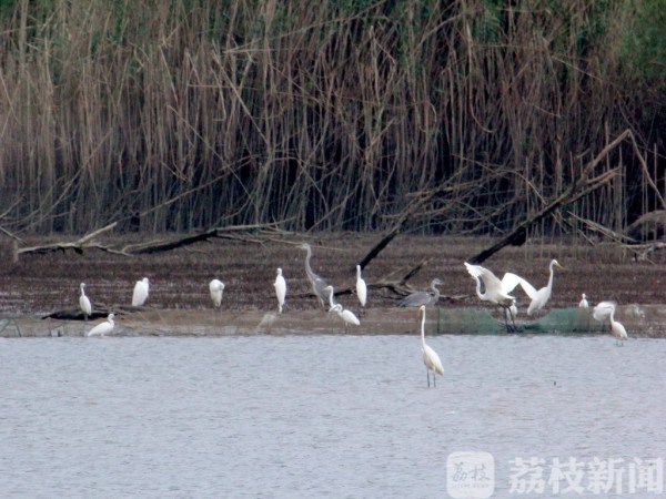 “一行白鹭上青天” 南京江北湿地聚集千只白鹭 蔚为壮观！