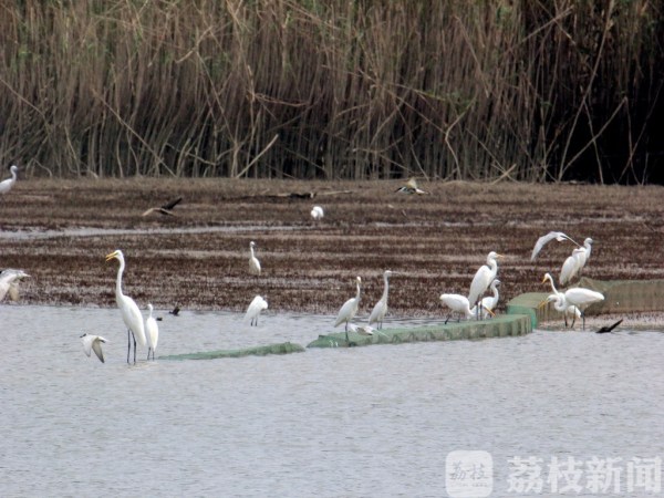 “一行白鹭上青天” 南京江北湿地聚集千只白鹭 蔚为壮观！