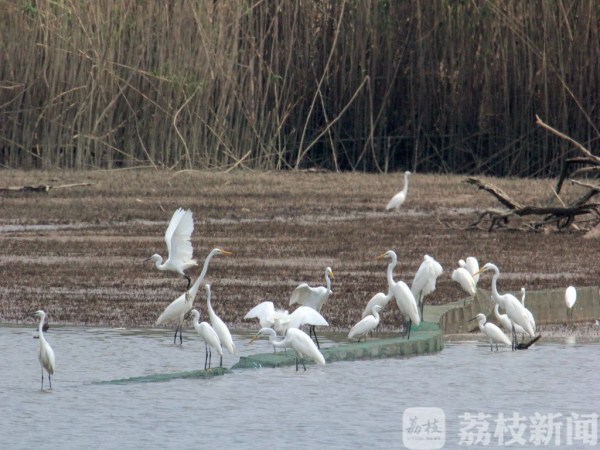 “一行白鹭上青天” 南京江北湿地聚集千只白鹭 蔚为壮观！