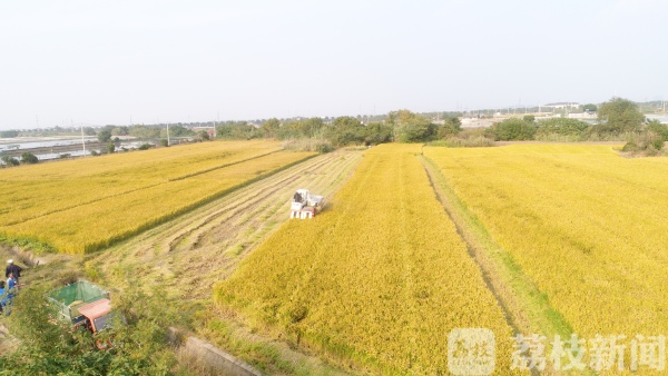 【秋到农家】频上热搜的网红打卡地 来了你就会被实力圈粉！