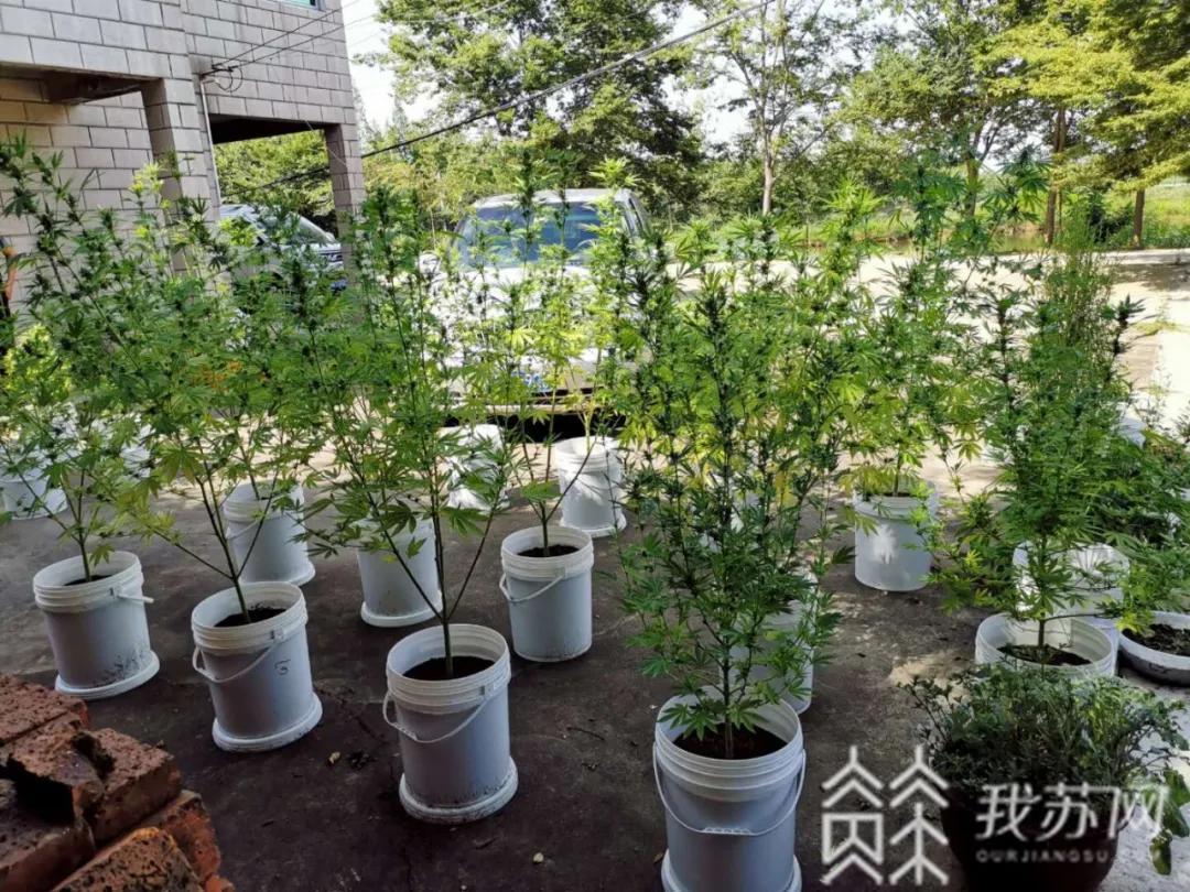 毒品■速看！毒品犯罪怎么防范？这些新特点不能不知道