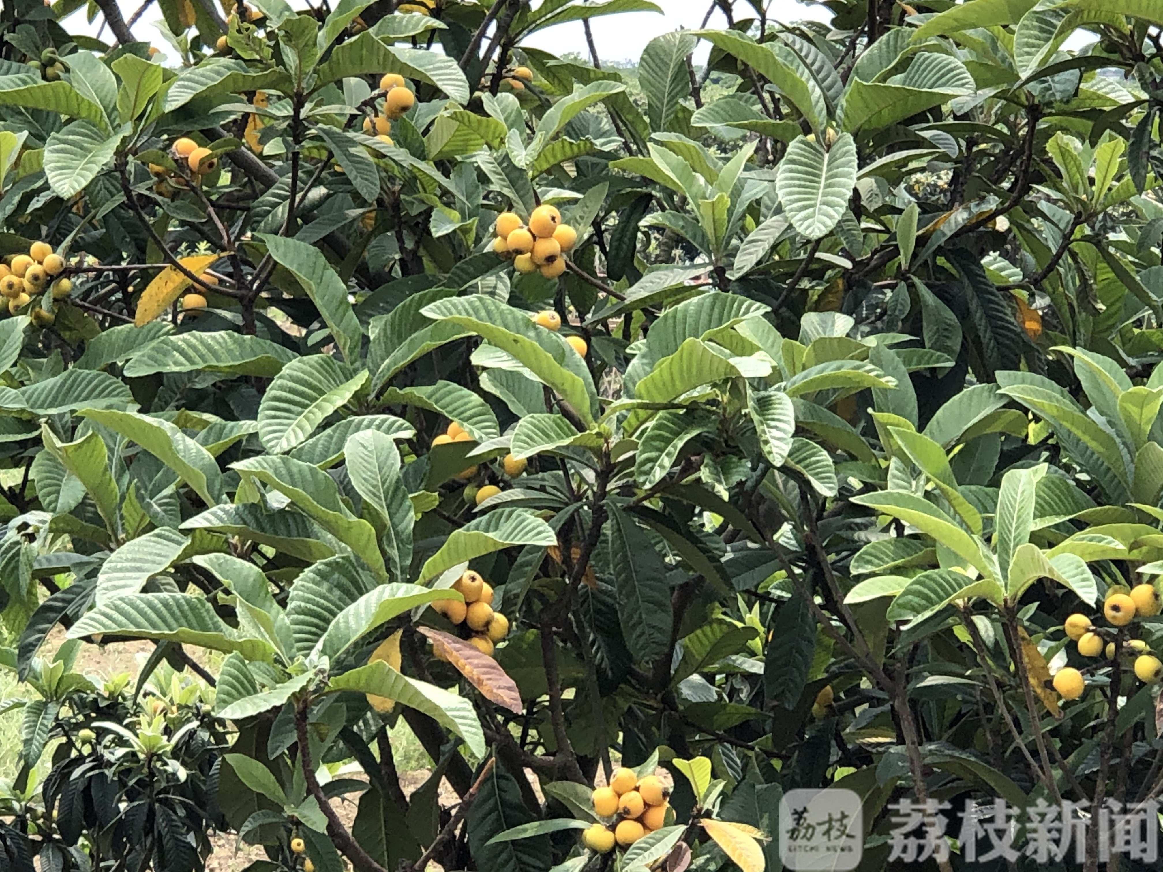 枇杷■产量翻番价格减半！苏州东山白沙枇杷上市