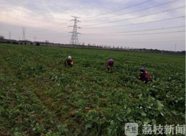 战“疫”不误农时 江苏吴江各地春耕备耕全面展开