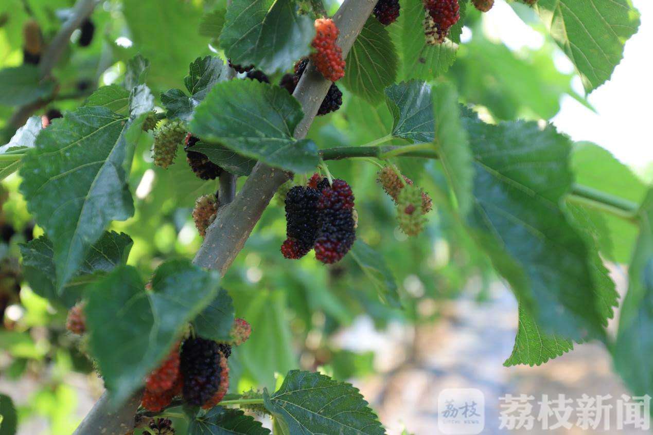 『桑葚』溧水一大波水果来袭 是童年的桑葚