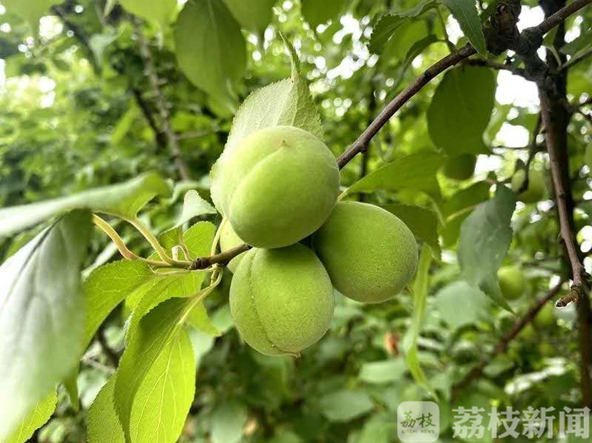 『桑葚』溧水一大波水果来袭 是童年的桑葚